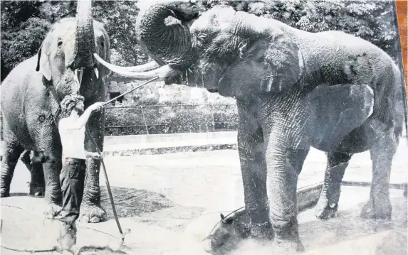  ?? Photos: Bristol Zoo ?? Archive images of Bristol Zoo Gardens, clockwise from above: Ex keeper John Partridge with Wendy the elephant; a giraffe; keeper and camel; the Monkey Temple circa 1926-39; Alfred the gorilla in 1938