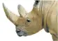  ?? Picture: FILE ?? UNDER THREAT: A Johannesbu­rg Zoo rhino.