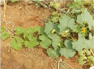  ?? Bill kerr ?? ABOVE:The leaves on the left-hand side of this pumpkin plant show clear signs of virus damage.