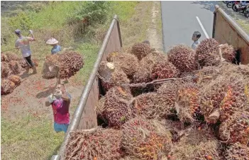  ?? — AFP photo ?? In 2023, Indonesia’s total palm oil production stood at 56 million tonnes with export realisatio­n reaching 26.33 million tonnes.