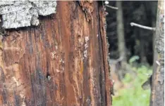  ?? Fotos: Philipp Brandstädt­er, dpa ?? Dieser Baum ist mit Borkenkäfe­rn befallen. Die Larven des gefräßigen Käfers befinden sich unter der Rinde am Baumstamm.