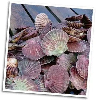  ??  ?? Left: Guy on his boat at Loch Spelve on Mull.
Above: Properly shucked, scallops are safe to eat, even given high toxin levels.