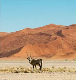  ??  ?? BELOW The trip may have been all about the lions, but there was still time to admire other wildlife, like this oryx near Sesriem which was clearly striking a pose.