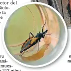  ??  ?? Analizó el ADN de 217 niños nacidos de madres con chagas.