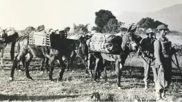  ??  ?? Mule trains were key in bringing supplies to the front in Burma