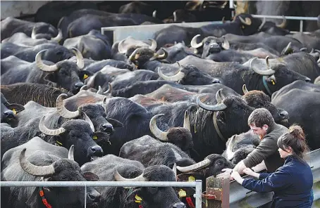  ?? Farm manager James Cranham-Ryder strokes the buffalo as they make their way to the milking parlor at Laverstoke Park Farm in Hampshire. ??