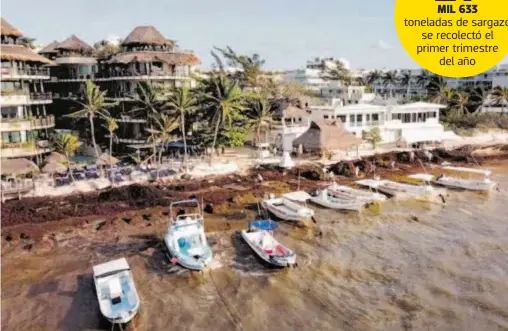  ?? ESMARAGNO CAMAZ ?? En las
playas de la Riviera Maya el recale del alga se incrementó y causó malos olores