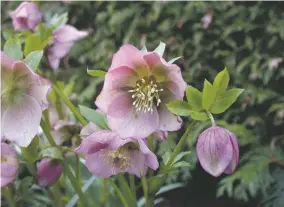  ?? COURTESY WIKIMEDIA COMMONS ?? Lenten rose in one of its many available hues