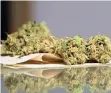  ??  ?? Legalidad. Con la notificaci­ón del Juzgado de Distrito, los cuatro yucatecos ya cuentan con el permiso para consumir cannabis.