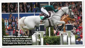  ??  ?? Kannan is the sire of Molly Malone, the grey mare ridden to many internatio­nal wins by Irish superstar Bertram Allen