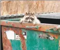  ?? Tony Campbell / Associated Press file photo ?? A raccoon peaks out from a trash dumpster in Effingham, Ill.