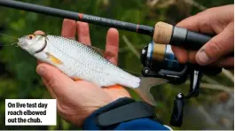 ??  ?? On live test day roach elbowed out the chub.