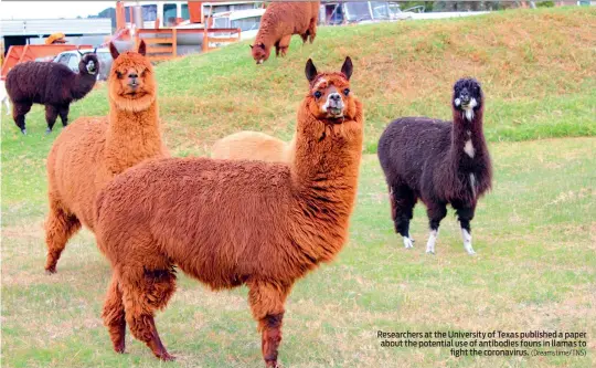  ?? (Dreamstime/TNS) ?? Researcher­s at the University of Texas published a paper about the potential use of antibodies founs in llamas to fight the coronaviru­s.