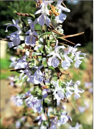  ??  ?? Pale purple or white blooms appear on rosemary plants off and on from late fall through spring.