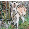  ?? FOTO: DASTKUTAH ?? Lämmchen Lilly kam nach Meerbusch-Büderich, die anderen vier Tiere kamen nach Viersen.