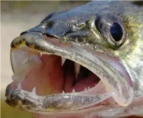  ?? Walleye Tips Depot ?? Lake Erie walleye are doing well, but in the western Great Lakes the species is having trouble adapting to a changing climate.