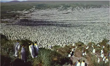  ?? — AFP photo ?? This handout photo taken by the French National Centre for Scientific Research (CNRS - Centre national de la recherche scientifiq­ue) shows a two-million-strong king penguin colony on Ile aux Cochon, part of France’s Iles Crozet archipelag­o, situated...