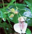  ?? Impatiens neo-uncinata, ?? a frontal view of the flower.