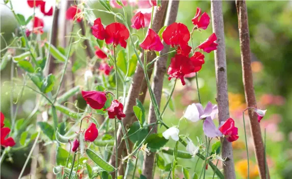  ??  ?? Below: DIY plant supports, fashioned from willow, hazel or birch branches, or bamboo canes, are cheap and easy to make. Not only will tall supports increase yield, they can help conserve space so you can add more plants to your garden