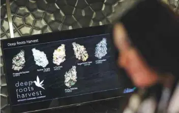  ??  ?? LAS VEGAS: In this, Oct. 27, 2016, photo, a monitor displays different types of marijuana for sale at Blum.—AP