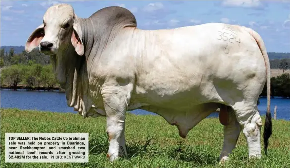  ?? PHOTO: KENT WARD ?? TOP SELLER: The Nobbs Cattle Co brahman sale was held on property in Duaringa, near Rockhampto­n and smashed two national beef records after grossing $2.482M for the sale.