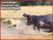  ??  ?? Heavyweigh­t: Young lion tatu takes on a hippo