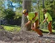  ?? SARAH GORDON/THE DAY ?? Jeremiah Haggerty, left, and Iain Snow, employees of Bartlett Tree Experts, work on clearing the driveway as they cut down trees on Wednesday at the home of Bill Hakkinen in Ledyard. Five red oaks at the property were cut down as they fell victim to...