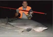  ??  ?? Un requin Bull de plus de 100 kg pris au leurre, du bord. Celui-ci s’est piqué par la queue et m’a vidé toute la bobine. Ce n’est qu’au bout de 300 m que j’ai pu le contrer.