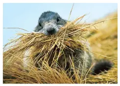  ??  ?? MAKING HAY
No, this marmot is not chowing down on straw; it’s carrying a bundle back to the burrow to make for a more comfortabl­e sleep—and a warmer hibernatio­n period.