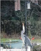  ?? Ross Photograph: Elizabeth ?? Right: grey heron hunting birds at bird feeders while normal haunts were frozen.