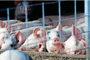  ?? [PHOTO PROVIDED BY OKLAHOMA STATE UNIVERSITY] ?? Piglets are pictured at a hog farm in Oklahoma. China’s proposed tariff on pork imports from the U.S. could harm the state’s industry.