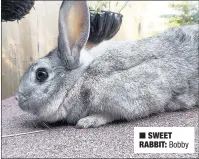  ??  ?? n SWEET RABBIT: Bobby