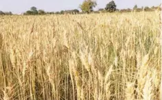  ?? ?? One of the wheat farms approachin­g harvest in Jigawa