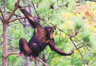  ?? COURTESY CHIMP HAVEN ?? A chimpanzee explores high in a tree at Chimp Haven in Louisiana.