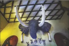  ?? JEROME DELAY/AP ?? AN ELEPHANT HEAD WALL TROPHY is on display at the Nesbitt Castle in Bulawayo, Zimbabwe, in this April 23, 2018 file photo.