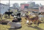  ?? HT PHOTO ?? The Dayoday Pashu Sanvardhan Kendrarun cow shelter in Jabalpur, Madhya Pradesh.