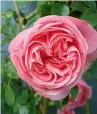  ??  ?? Regular picking encourages more roses. This is Constance Spry.