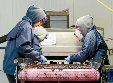  ?? PHOTO: MARK TAYLOR/STUFF ?? Hamilton’s BBC Technologi­es manufactur­ers machines which sort and pack small fruits.