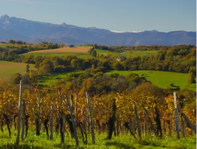  ??  ?? Au Clos Larrouyat, Maxime et Lucie Salharang travaillen­t trois hectares de vignes à Gan, tandis que Jean-Marc Grussaute exploite onze hectares à Jurançon et Lasseube.