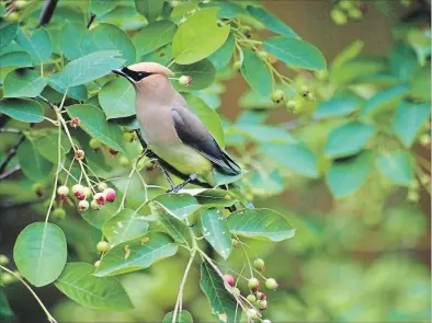  ?? DREW MONKMAN SPECIAL TO THE EXAMINER ?? A cedar waxwing feasting on berries.