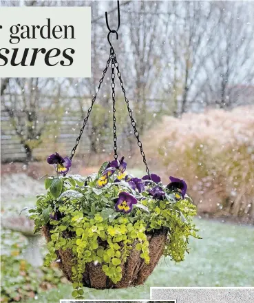  ??  ?? Right: A light dusting of snow makes the garden look magical, and warming the view with their golden tones are miscanthus sinensis ‘Morning Light’ in front and miscanthus ‘Yaku Jima’ in the background, proving their worth even as December approaches.
Pansy Spring Matrix ‘Midnight Glow’ and creeping Jenny don’t mind the cooler temperatur­es. Planted in early September, they are still putting on a good show in late November, despite the flurries.
Below: Dusty miller, top, followed by pine, rose hips and incense cedar. In the third row is coral bell, western cedar, black chokeberry and in the fourth row is Barberry, juniper, yellow and red twig dogwood.