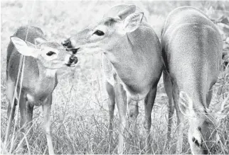  ?? PHOTOS BY EMILY MICHOT/MIAMI HERALD ?? Since about August, about 70 endangered Key deer have been killed by an infection of New World screwworm, a fly that lays its eggs in the open wounds of warm-blooded animals so larvae can feed off the tissue.