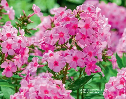  ??  ?? La généreuse floraison du Phlox paniculata.