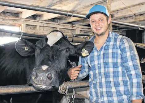  ?? SUBMITTED PHOTO ?? Luc Arsenault, who is studying veterinary medicine, provided health care for cattle at the Gallant Farm in St. Timothy last summer, part of his PERCÉ internship.