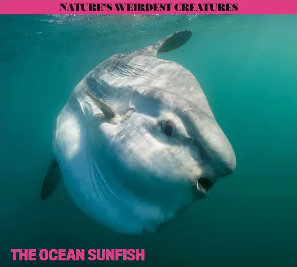 THE OCEAN SUNFISH - PressReader