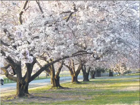 Boughs All Around Pressreader