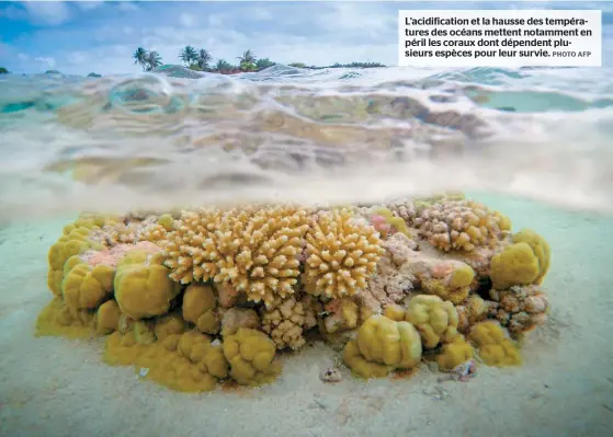  ??  ?? L’acidificat­ion et la hausse des températur­es des océans mettent notamment en péril les coraux dont dépendent plusieurs espèces pour leur survie.