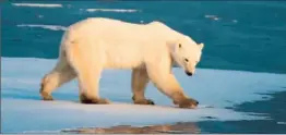  ?? Paul J. Richards
Afp/getty Images ?? A POLAR BEAR roams the ice near Churchill in Manitoba. Canada is the only country that allows the bears to be shot and sold commercial­ly on world markets.