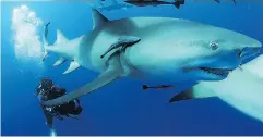  ?? SHARKWATER PRODUCTION­S ?? A scene from the documentar­y Sharkwater Extinction.