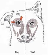  ?? TIM SMITH VIA ASSOCIATED PRESS ?? This diagram shows a comparison between dog and wolf facial muscles.